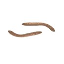 Libra Lure - Fatty D'worm 65mm
