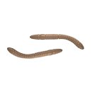 Libra Lures - D'Worm Turnament