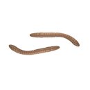 Libra Lures - D'Worm Turnament