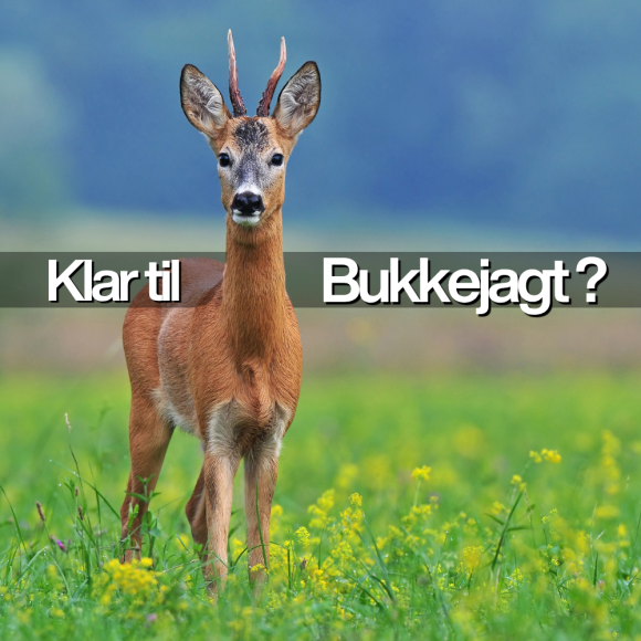 Alt til bukkejagten