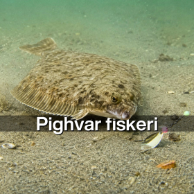 Pighvar