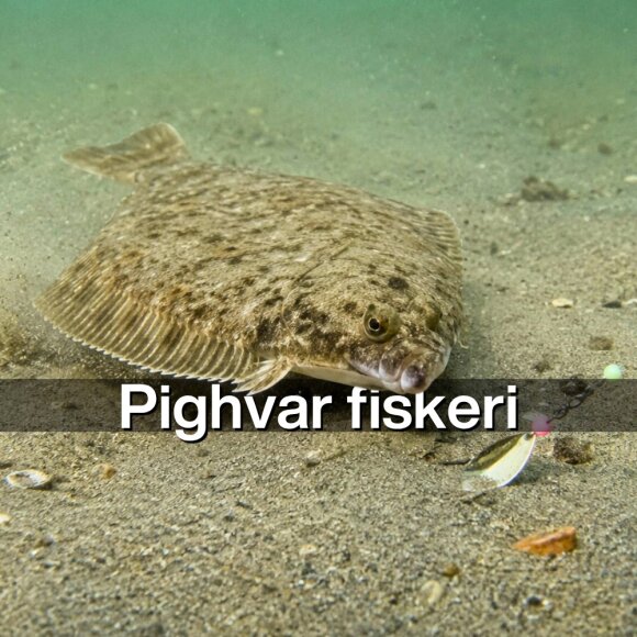 Køb alt til Pighvar fiskeri her!