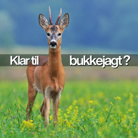 Bukkejagt 